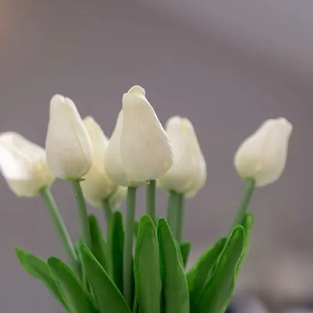 Casa San Vito * Rijeka