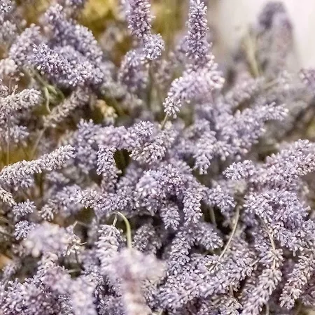 Apartment Casa San Vito *