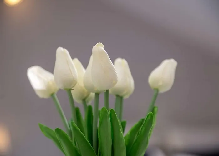 Casa San Vito * Rijeka