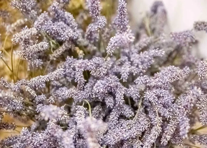 Apartmán Casa San Vito *